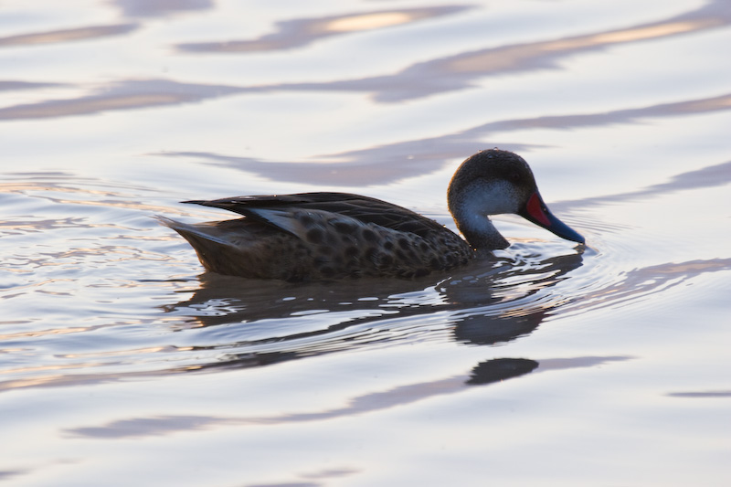 Galápagos Pintail